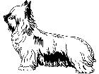 Dogs Skye Terrier 1 3 7 V A 1 Decal
