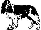  Dogs Springer Spaniel P A 1 Decal