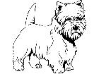  Dogs West Highland White Terrier 1 3 7 V A 1 Decal