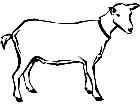  Domestic Animals Goat P A 1 Decal