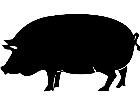  Domestic Animals Pig 0 2 P A 1 Decal
