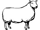  Domestic Animals Sheep P A 1 Decal