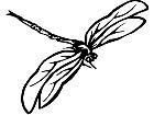  Dragonfly 2 Decal