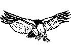  Eagle Bald Coming Down For Prey Decal
