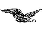  Eagle Bald Flying Decal