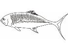  Fish 0 0 0 4 Decal