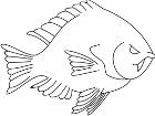  Fish 0 0 1 3 Decal