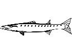  Fish Barracuda T G P A 1 Decal