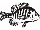  Fish Blue Gill P A 1 Decal