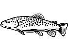  Fish Brown Trout P A 1 Decal