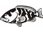  Fish Grouper P A 1 Decal