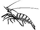  Fish Shrimp P A 1 Decal