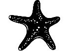  Fish Starfish P A 1 Decal