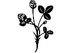  Flowers Clover 1 5 5 V A 1 Decal