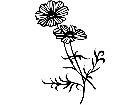  Flowers Cosmos 1 5 6 V A 1 Decal