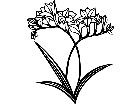  Flowers Freesia 1 5 5 V A 1 Decal