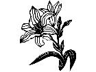  Flowers Lily 1 5 5 V A 1 Decal