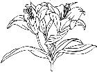  Flowers Lily 1 5 9 V A 1 Decal