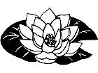  Flowers Lotus 1 5 5 V A 1 Decal