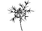  Flowers Love In A Mist 1 5 6 V A 1 Decal