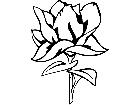  Flowers Magnolia 1 5 9 V A 1 Decal
