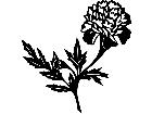  Flowers Marigold 1 5 6 V A 1 Decal