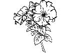  Flowers Petunias 1 5 9 V A 1 Decal