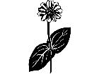  Flowers Zinnia 1 5 6 V A 1 Decal