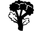  Fruits Vegtables Brocolli 1 6 2 V A 1 Decal