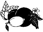  Fruits Vegtables Citrus 1 6 0 V A 1 Decal