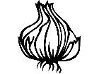  Fruits Vegtables Garlic 1 6 1 V A 1 Decal