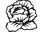  Fruits Vegtables Lettuce 1 6 2 V A 1 Decal