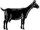  Goat 1 3 9 V A 1 Decal