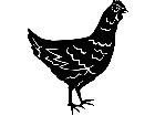  Hen Chicken 1 3 9 V A 1 Decal