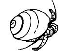  Hermit Crab 2 Decal
