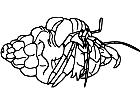  Hermit Crab 4 Decal