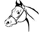  Horse Head Arabian 1 4 3 V A 1 Decal