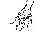  Insects Predatory 0 3 0 Decal