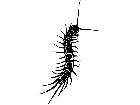  Insects Centipede 1 4 4 V A 1 Decal