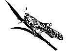  Insects Grasshopper 2 1 4 4 V A 1 Decal