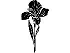  Iris 1 5 4 V A 1 Decal