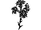  Lilies 1 5 4 V A 1 Decal