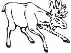  Moose Animal Wild 0 2 9a Decal