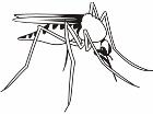  Mosquito 0 8 2 Decal