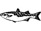  Mullet Fish 1 4 1 V A 1 Decal