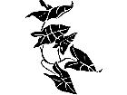  Philodendren 1 5 4 V A 1 Decal