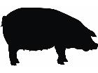  Pig Decal