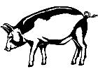  Pig 1 3 8 V A 1 Decal
