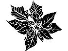  Poinsettia 1 5 4 V A 1 Decal