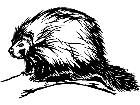  Porcupine 1 3 8 V A 1 Decal